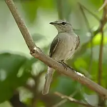 ashy flycatcher perched on branch