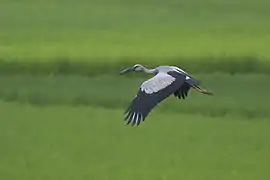 In flight over marsh habitat