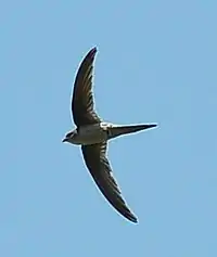 Asian palm swift flying above the beach at a resort in Puducherry, India
