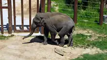 elephant in an enclosure