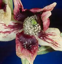 A red-purple, green, and white flower