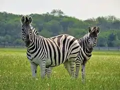 No, it's not Africa - it's Askania-Nova a biosphere reserve located in Kherson Oblast, within the dry Taurida steppe near Oleshky Sands.