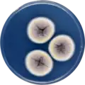 Aspergillus angustatus growing on CYA plate