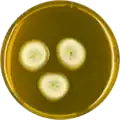 Aspergillus astellatus growing on MEAOX plate