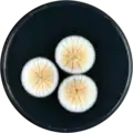 Aspergillus baeticus growing on CYA plate
