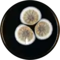 Aspergillus baeticus growing on MEAOX plate
