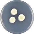 Aspergillus biplanus growing on CYA plate