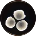 Aspergillus botswanensis growing on MEAOX plate