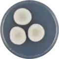 Aspergillus carlsbadensis growing on CYA plate