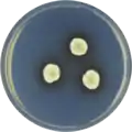 Aspergillus cleistominutus growing on CYA plate