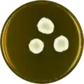Aspergillus cleistominutus growing on MEAOX plate