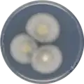 Aspergillus conjunctus growing on CYA plate