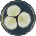 Aspergillus corrugatus growing on CYA plate