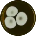 Aspergillus corrugatus growing on MEAOX plate