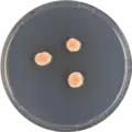 Aspergillus deflectus growing on CYA plate
