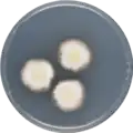 Aspergillus desertorum growing on CYA plate