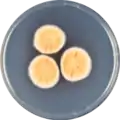 Aspergillus discophorus growing on CYA plate