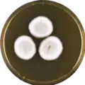 Aspergillus discophorus growing on MEAOX plate