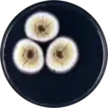Aspergillus dromiae growing on CYA plate