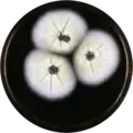 Aspergillus dromiae growing on MEAOX plate