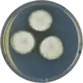 Aspergillus egyptiacus growing on CYA plate