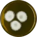 Aspergillus egyptiacus growing on MEAOX plate