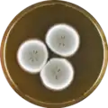 Aspergillus flavipes growing on MEAOX plate