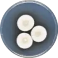Aspergillus granulosus growing on CYA plate