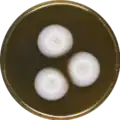 Aspergillus haitiensis growing on MEAOX plate