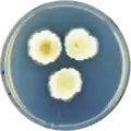 Aspergillus jaipurensis growing on CYA plate