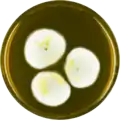 Aspergillus jaipurensis growing on MEAOX plate