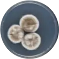 Aspergillus keveii growing on CYA plate