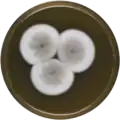 Aspergillus keveii growing on MEAOX plate