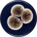 Aspergillus miraensis growing on CYA plate
