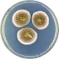 Aspergillus multicolor growing on CYA plate