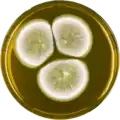Aspergillus multicolor growing on MEAOX plate