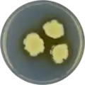 Aspergillus navahoensis growing on CYA plate