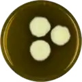 Aspergillus navahoensis growing on MEAOX plate