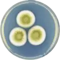 Aspergillus olivicola growing on CYA plate
