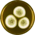 Aspergillus olivicola growing on MEAOX plate