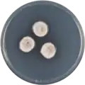 Aspergillus protuberus growing on CYA plate