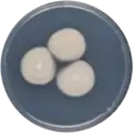 Aspergillus pseudodeflectus growing on CYA plate