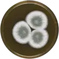 Aspergillus pseudoustus growing on MEAOX plate