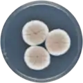 Aspergillus puniceus growing on CYA plate