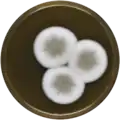 Aspergillus puniceus growing on MEAOX plate