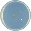 Aspergillus purpureus growing on CYA plate