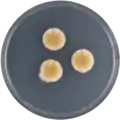 Aspergillus rambellii growing on CYA plate