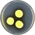 Aspergillus recurvatus growing on CYA plate