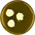 Aspergillus recurvatus growing on MEAOX plate