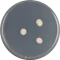 Aspergillus restrictus growing on CYA plate